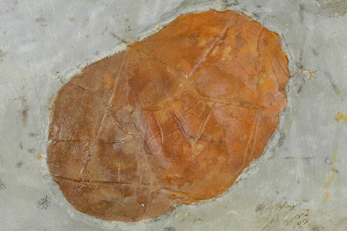 Fossil Leaf (Zizyphoides) - Montana #120843